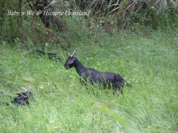 Baby n We@Hsinchu Grassland