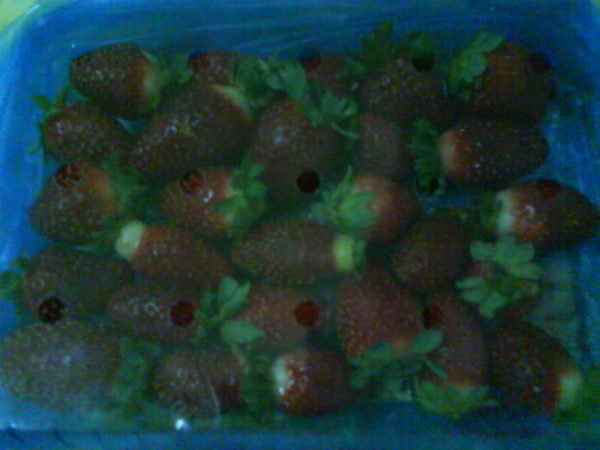 好多好多草莓噢!