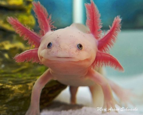 動物 墨西哥鈍口螈 2 Jpg 清單控的相簿 痞客邦 動物 墨西哥鈍口螈 2 Jpg 清單控的相簿 痞客邦