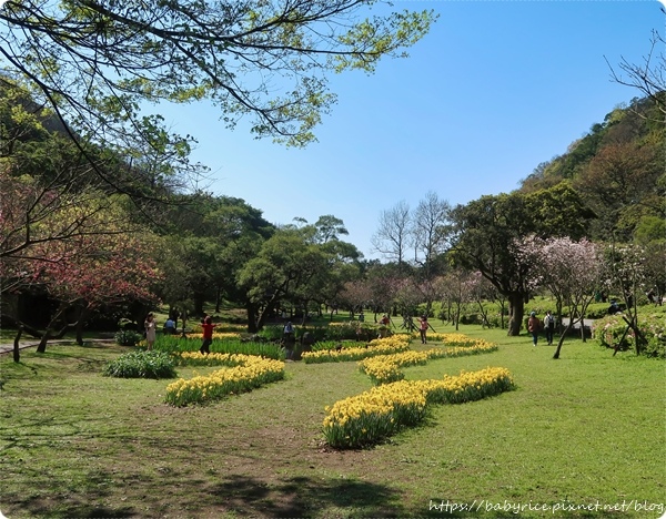 久違的・陽明山花季