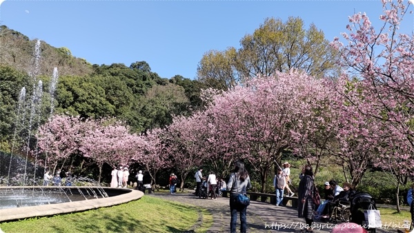 花都開好了・陽明山花季