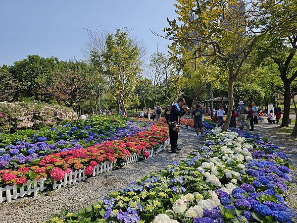 杜鵑花心心旁是繡球花大本營