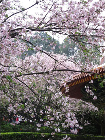 天元宮・櫻花追追追10