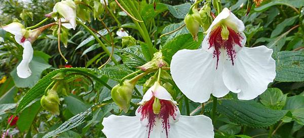 鳳仙花Impatiens.jpg