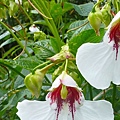 鳳仙花Impatiens.jpg