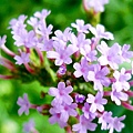 馬鞭草Vervain.jpg