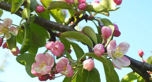 野生酸蘋果Crab Apple