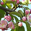 野生酸蘋果Crab Apple