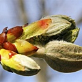 栗子芽Chestnut Bud