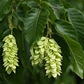 鐵樹Hornbeam