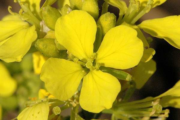 芥末 Mustard 04