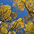 白楊 Aspen