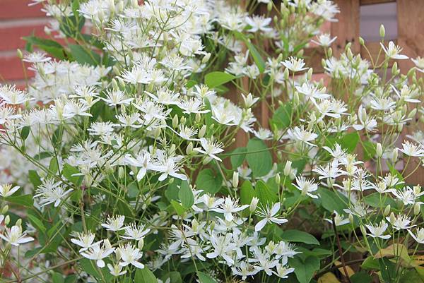 鐵線蓮Clematis6