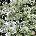 鐵線蓮Clematis7