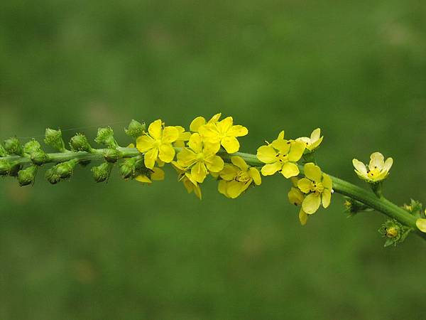 龍芽草 Agrimony