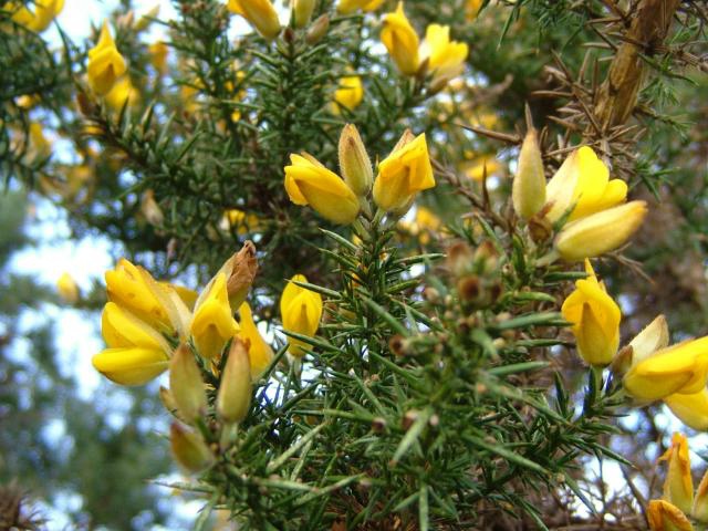 荊豆 Gorse