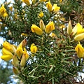 荊豆 Gorse