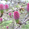 落葉松 Larch 02