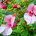 鳳仙花 Impatiens 06