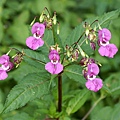 鳳仙花 Impatiens 07