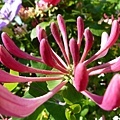 忍冬 Honeysuckle 02