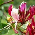 忍冬 Honeysuckle