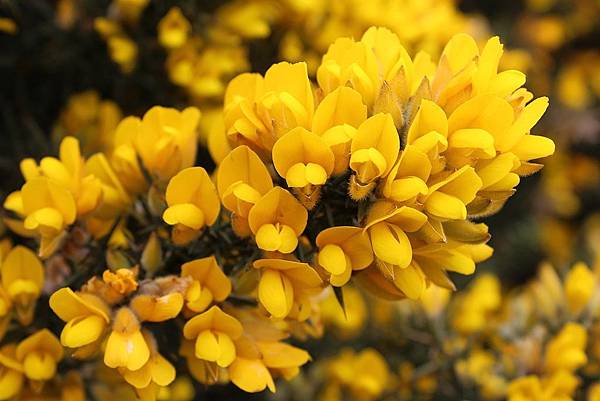 1200px-Ulex_europaeus_flowers.jpg