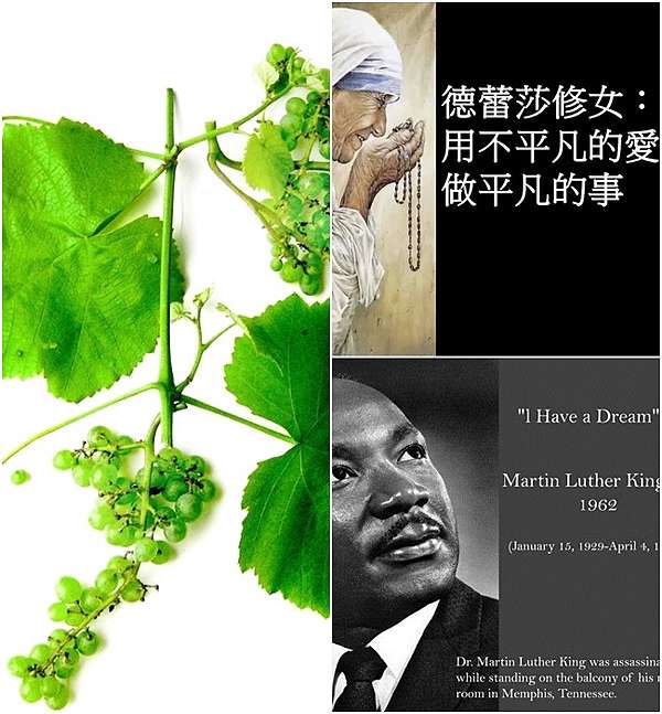 巴赫花精正向語肯定句 五 巴赫花精 上天的禮物 Bach Flower Essences 痞客邦 巴赫花精正向語肯定句 五 巴赫花精 上天的禮物 Bach Flower Essences 痞客邦