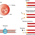 fgene-11-630186-g001.jpg