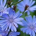 Sky-Blue-Chicory-Flowers-Growing-in-the-Garden-Featured2.jpg