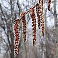 populus-tremula-aspen-tree-catkins-and-buds-scaled.jpg