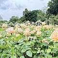 IMG_9203.JPEG