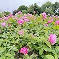 IMG_9207.JPEG