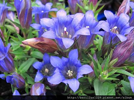 Gentiana scabra