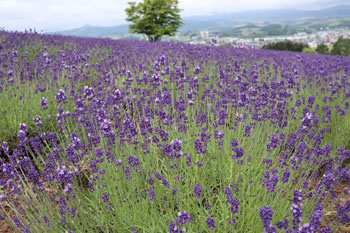 【北海道夏季自由行】富良野薰衣草+花田開花情報玩遍攻略(更新