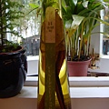 DSC03622.JPG