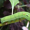 DSC03662.JPG