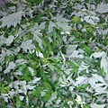 DSC03670.JPG