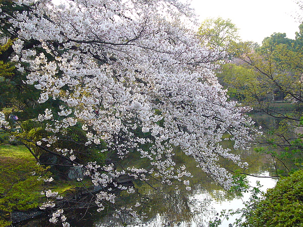 櫻花似錦相映