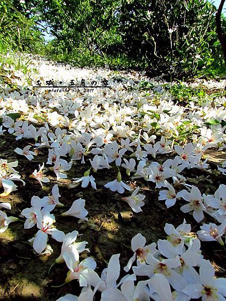 土城桐花0038.jpg