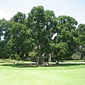 Royal Botanic Garden-IMG_7871.JPG