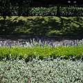 Royal Botanic Garden-IMG_7900.JPG