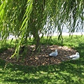 Royal Botanic Garden-IMG_7916.JPG