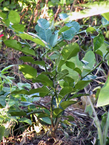 香草-泰國檸檬葉.jpg