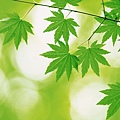 Fresh-Green-Leaves-Theme-Desktop-9.jpg