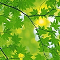 2560x1600-fresh-green-leaves-2560x1600-no29-desktop.jpg