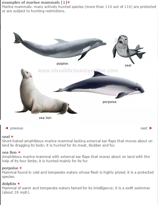 海獅 海狗 海報 海象的英文用法 Jason瘋英文 回首頁 痞客邦 海獅 海狗 海報 海象的英文用法 Jason瘋英文 回首頁 痞客邦
