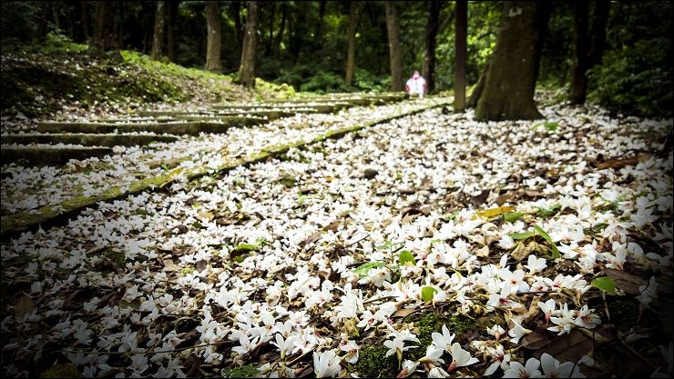 桐花步道-1