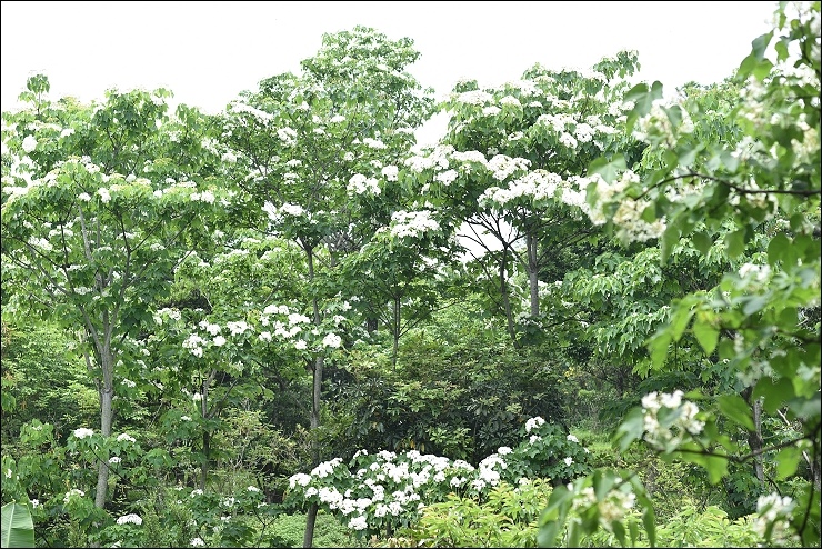 桐花季