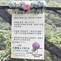 陽明山繡球花